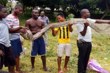 snake killed at kasoa toll booth