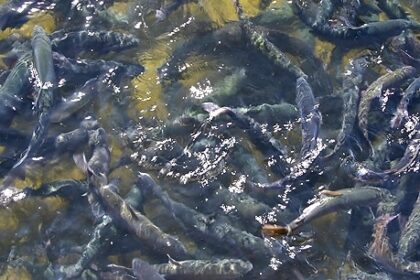 How To Start A Fish Farming Business