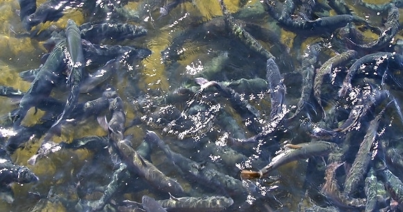 How To Start A Fish Farming Business