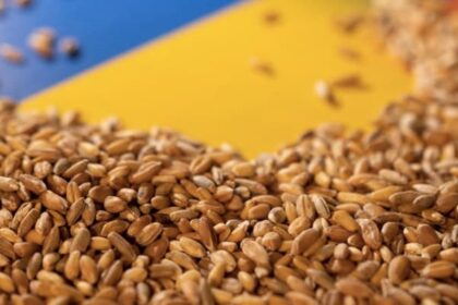 Ukraine Grain Exports Halted After Russia Suspends Participation In Deal