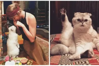 Taylor Swift's Cat Olivia Benson Is Wealthier Than The Rest of Us
