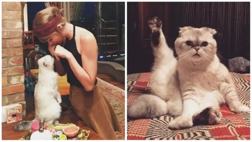 Taylor Swift's Cat Olivia Benson Is Wealthier Than The Rest of Us