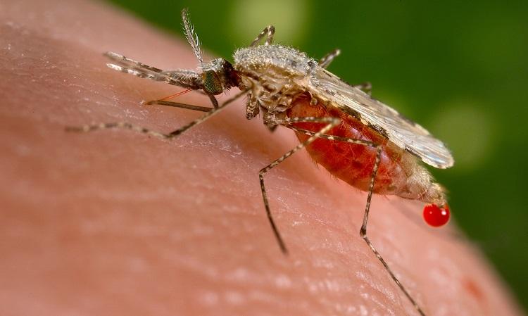 A Deadly Threat: Invasive Mosquito Species Confirmed in Ghana