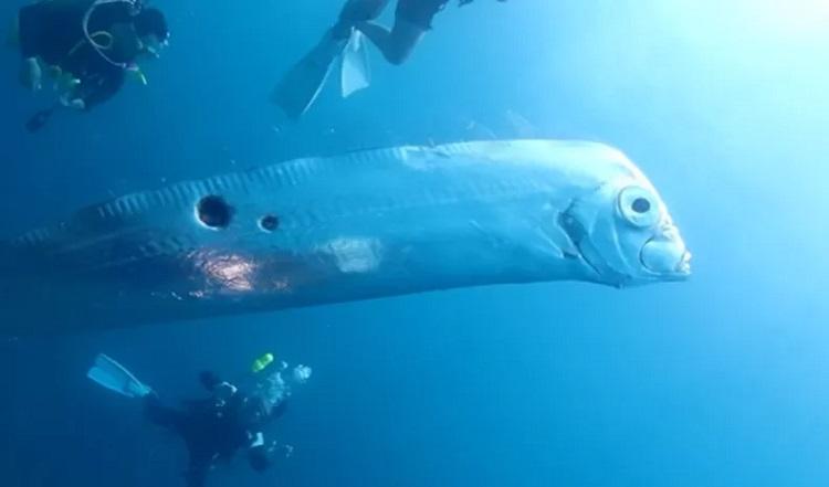 Bad omen? Divers discover giant oarfish off the coast of Taiwan