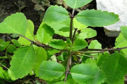 Taameawu or Bryophyllum Pinnatum Wonders: Unveiling the Benefits of the Miracle Leaf