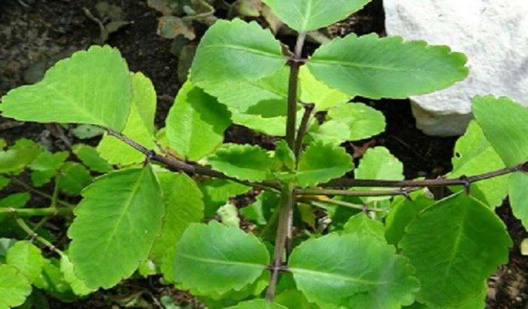Taameawu or Bryophyllum Pinnatum Wonders: Unveiling the Benefits of the Miracle Leaf