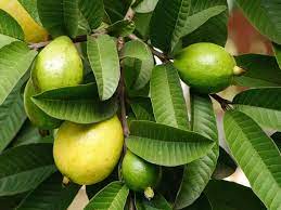 Discover the Healing Potential of Guava Leaves