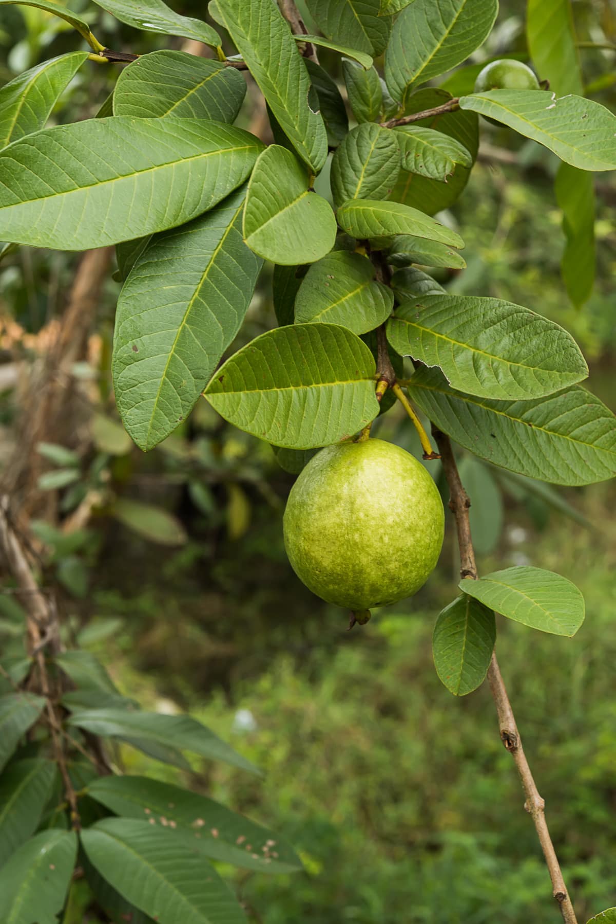 Discover the Healing Potential of Guava Leaves: