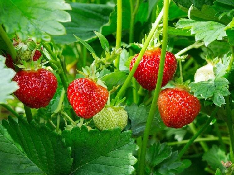 See all the Health Benefits Of Strawberry: See Uses And History