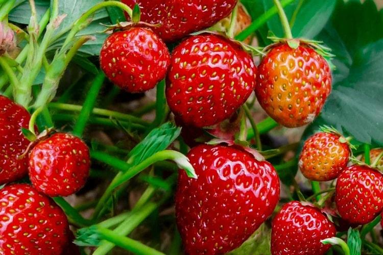 Uses: See all the Health Benefits Of Strawberry: See Uses And History