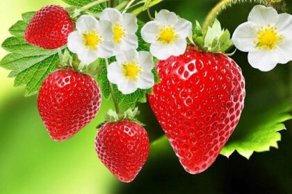 Health Benefits Of Strawberry: See Uses And History, here is all you need to know about strawberry friuts, how to plant and grow them etc. Townflex