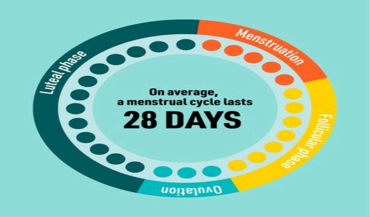 Understanding your Menstrual Cycle