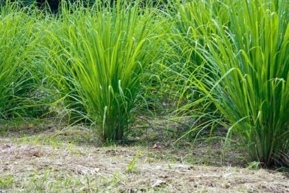 Fever Grass: Health Benefits Of Lemongrass, Uses, Side Effects, and also tea benefits