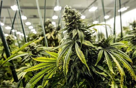Ohio votes to legalize marijuana for recreational use