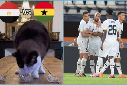 Ghana vs Egypt Prophecy: Watch as the Cat's Magical Prediction Stuns Fans