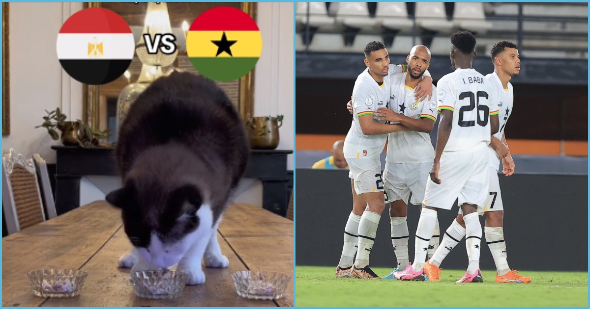 Ghana vs Egypt Prophecy: Watch as the Cat's Magical Prediction Stuns Fans