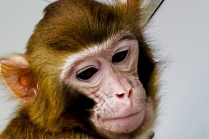 Chinese Scientists Achieve First-Ever Cloning of Rhesus Monkey