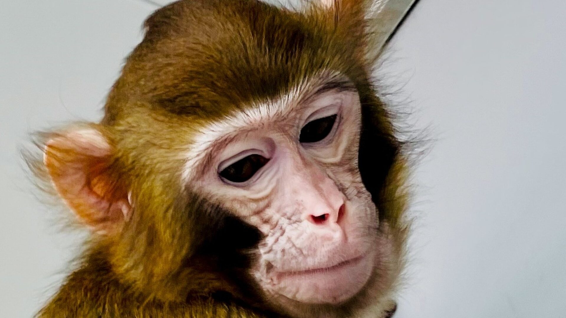 Chinese Scientists Achieve First-Ever Cloning of Rhesus Monkey
