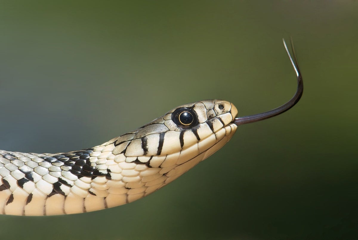 Snake Surprise in the Cabin Shocks AirAsia Travelers