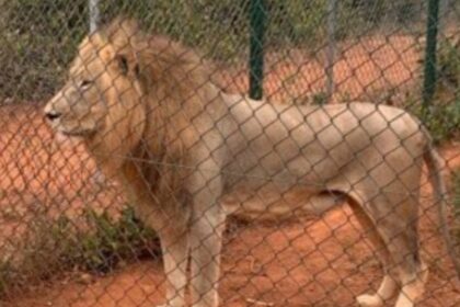 Zookeeper tragically killed by lion during feeding
