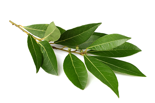 The Secrets of Basil Leaf for Women Health: A Natural Remedy Guide