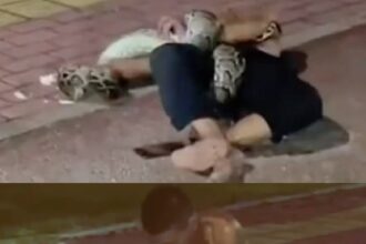 Dr@nk Man Battles Python After Night Out