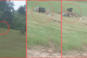 Leopard Attacks Picnickers After Being Lured for Photos in Madhya Pradesh