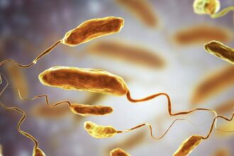 Florida Reports 13 Deaths from Rare Flesh-Eating Bacteria After Hurricanes