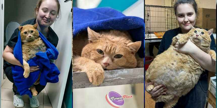 After years of biscuits and soup, the world's fattest cat 'Crumbs' passes away in rehab
