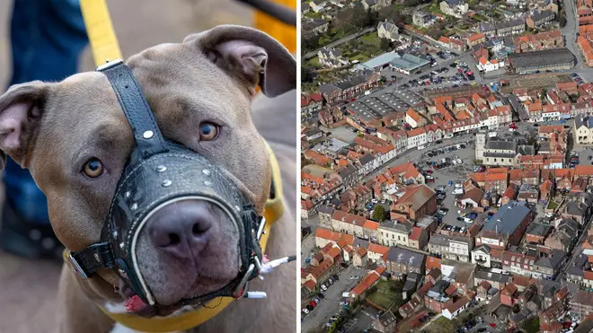 10-Year-Old Girl Dies After Family Dog Attack in 'Out-of-Character' Incident