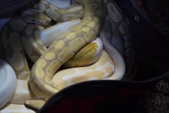 Box Truck Crashes Into RV Carrying 28 Snakes, Including Venomous Viper