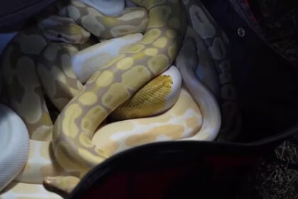Box Truck Crashes Into RV Carrying 28 Snakes, Including Venomous Viper
