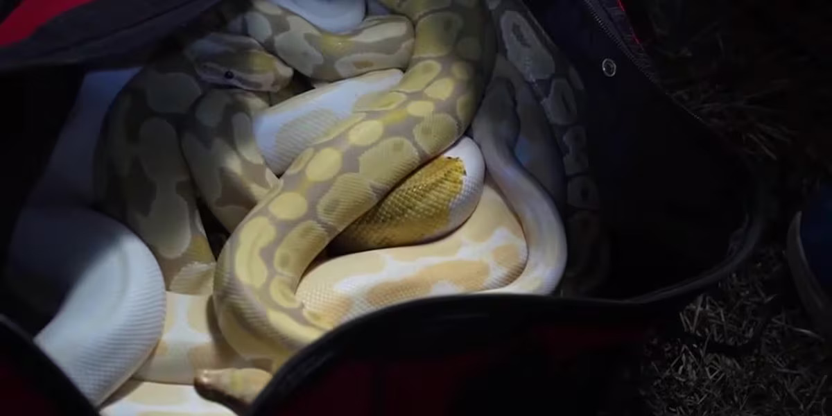Box Truck Crashes Into RV Carrying 28 Snakes, Including Venomous Viper