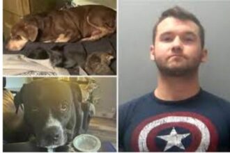 Tennessee Deputy Charged After Shooting and Killing 7 Dogs While Owner Was Out