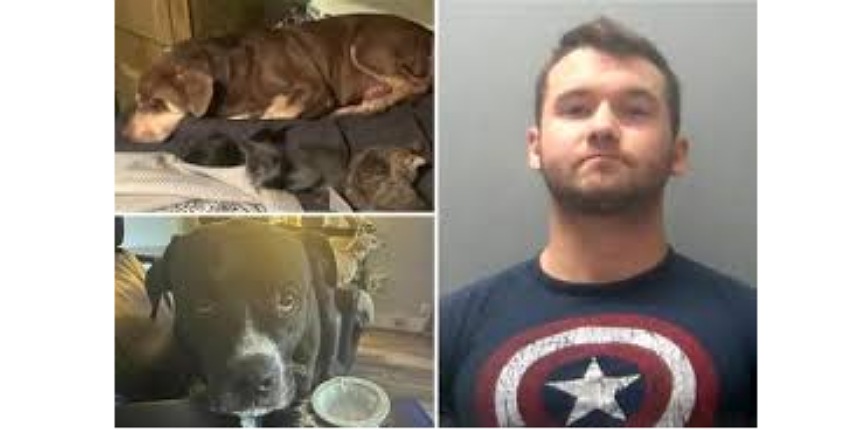 Tennessee Deputy Charged After Shooting and Killing 7 Dogs While Owner Was Out