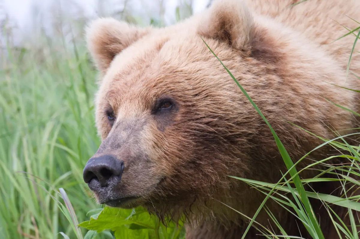 Hiker Found Dead in Alaska: Authorities Suspect Bear Mauling 2 Hiker Found Dead in Alaska: Authorities Suspect Bear Mauling