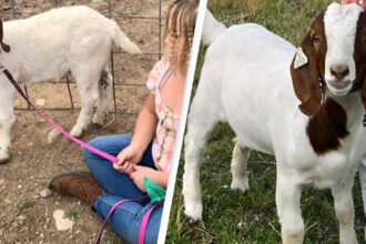 11-Year-Old Girl Wins $300K After Police Seize and Slaughter Her Pet Goat