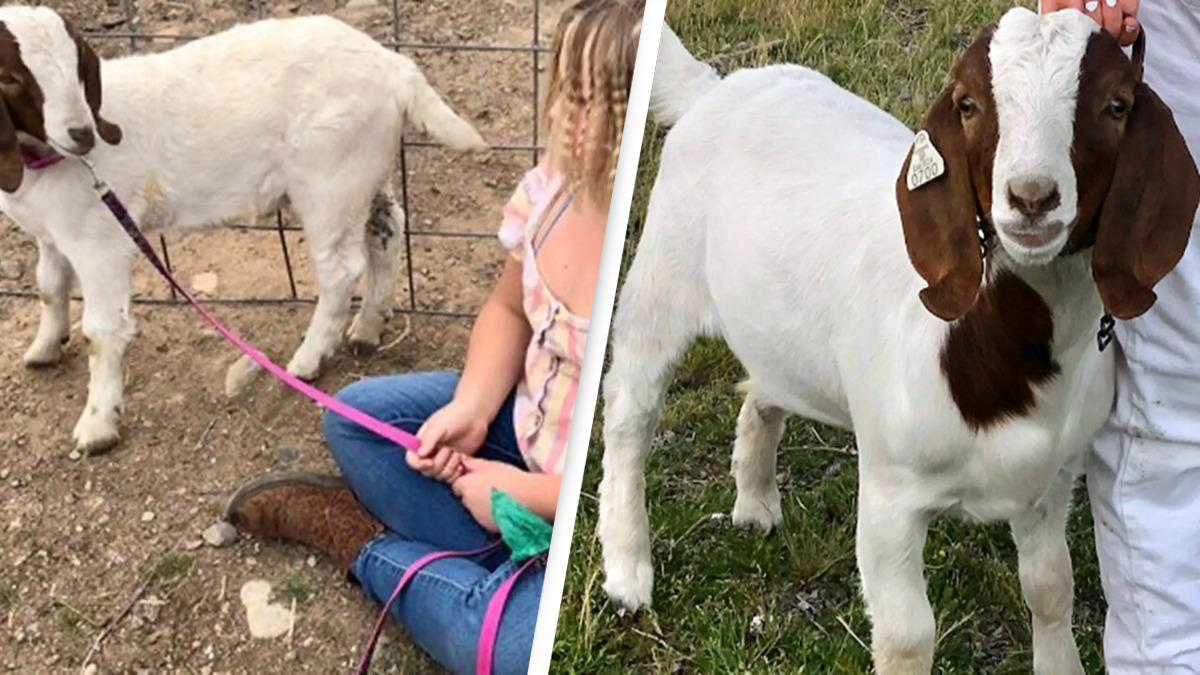 11-Year-Old Girl Wins $300K After Police Seize and Slaughter Her Pet Goat