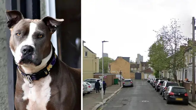 Man Dies After Attack by Fighting Dog in London; Woman Charged