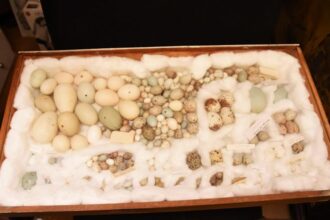 UK Police Seize 6,000 Stolen Bird Eggs in Historic Wildlife Crime Bust