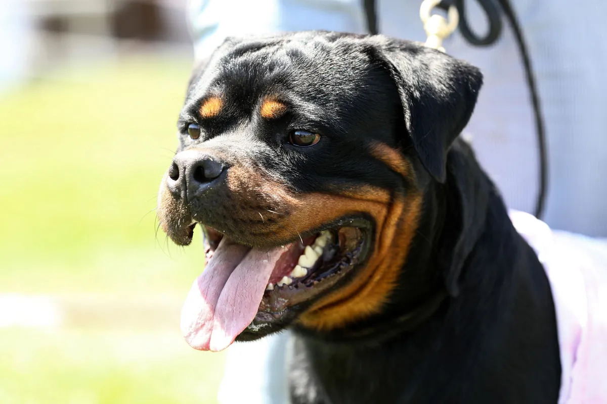 Family Dogs Kill 5-Year-Old Girl in Tragic Backyard Mauling