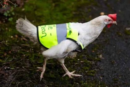 Chicken gets her own hi-vis jacket to help cross the road
