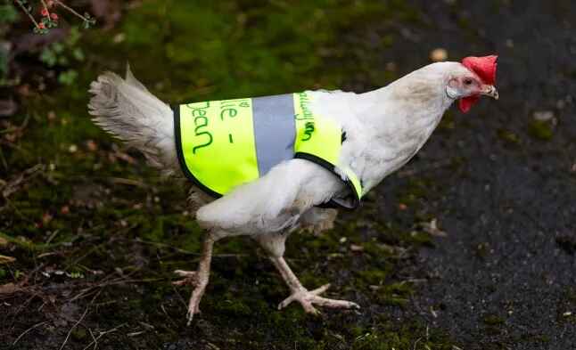 Chicken gets her own hi-vis jacket to help cross the road
