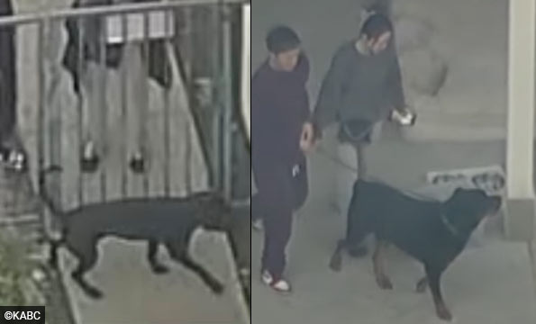 Family Dogs Kill 5-Year-Old Girl in Tragic Backyard Mauling 2 Family Dogs Kill 5-Year-Old Girl in Tragic Backyard Mauling