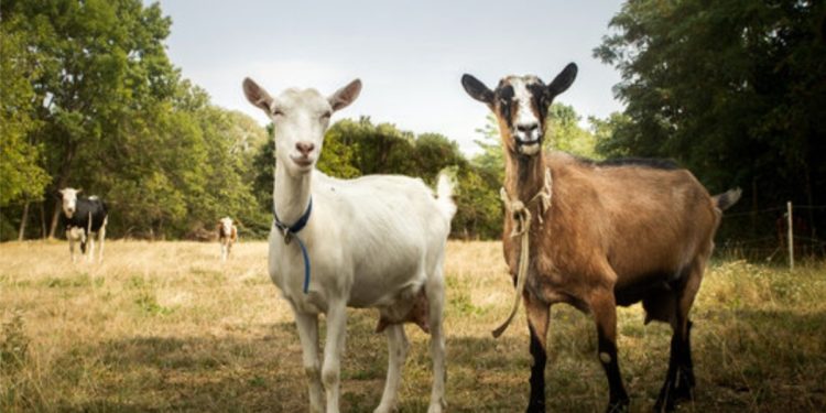 Doctor Gifts Ex-Girlfriend Two Goats After Breakup, Sparks Social Media Outrage