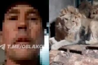 Zookeeper Fatally Attacked by Lions in an Attempt to Impress Fiancée
