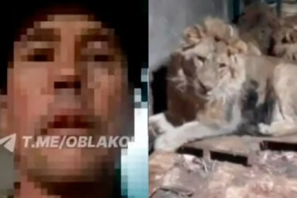 Zookeeper Fatally Attacked by Lions in an Attempt to Impress Fiancée
