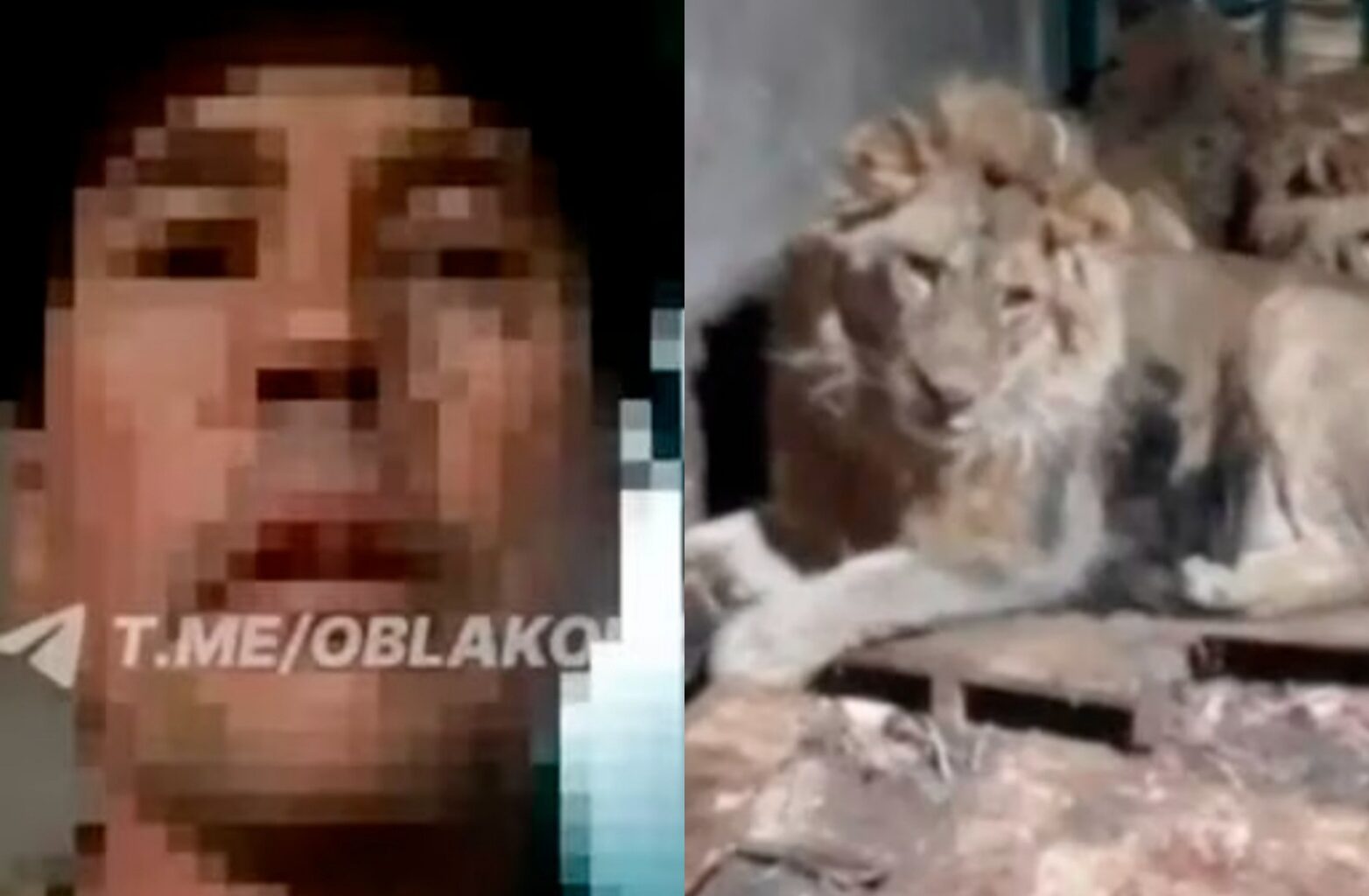 Zookeeper Fatally Attacked by Lions in an Attempt to Impress Fiancée