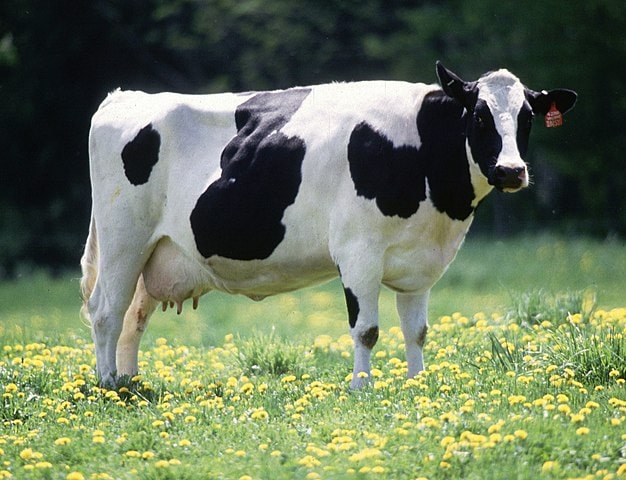 Man Kicked to Death After Allegedly Attempting to Rape Cow in Brazil 2 Man Kicked to Death After Allegedly Attempting to Rape Cow in Brazil