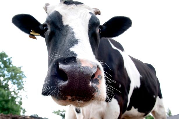 Man Kicked to Death After Allegedly Attempting to Rape Cow in Brazil